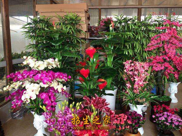 市場(chǎng)盆栽