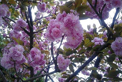 成都華大醫(yī)藥衛(wèi)生學(xué)校地址在哪里?