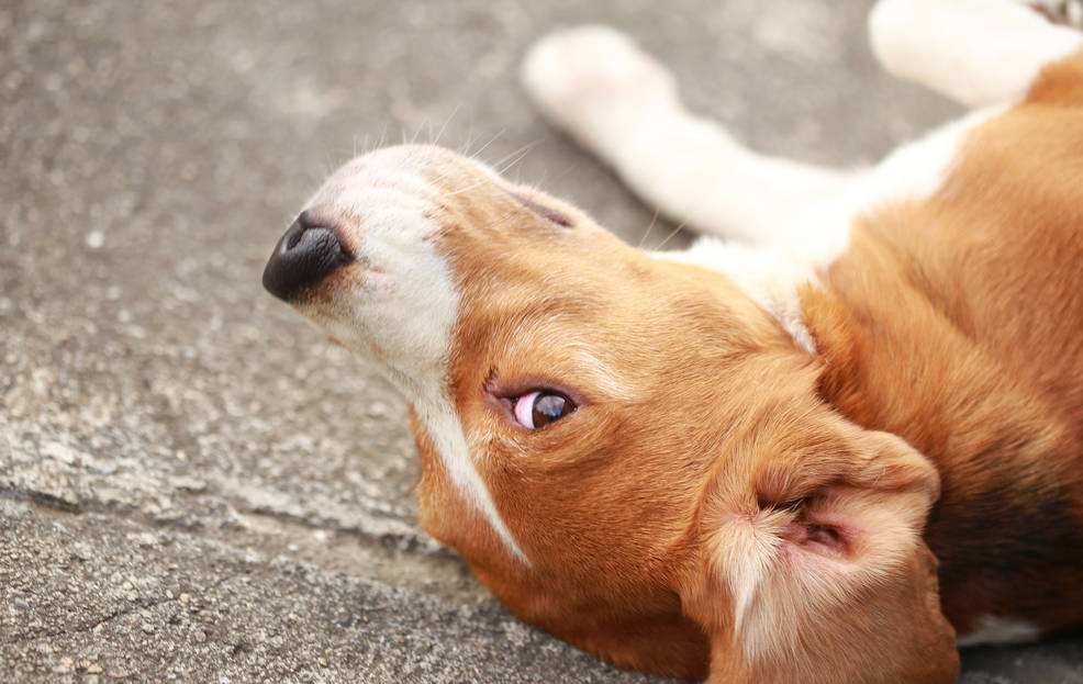 寵物醫(yī)學(xué)專業(yè)