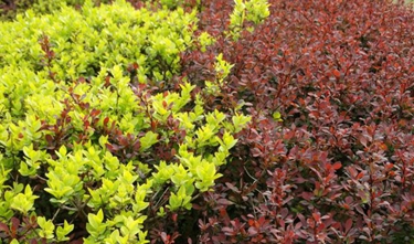 四川省宜賓衛(wèi)生學(xué)校2020招生簡介及計(jì)劃