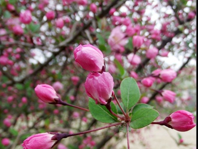 四川省宜賓衛(wèi)生學校高級護理專業(yè)