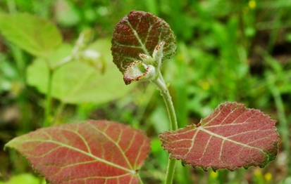 四川省宜賓衛(wèi)生學校2020有哪些專業(yè)及什么專業(yè)好