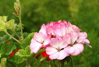 廣元職工醫(yī)學院地址在哪里