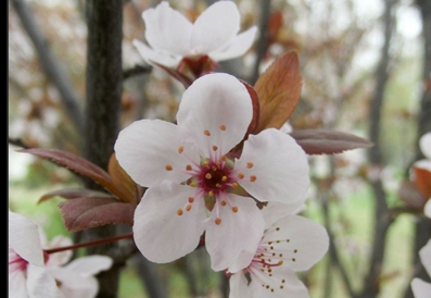 四川省法商專修學院招生老師QQ及電話