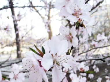 四川省宜賓衛(wèi)生學(xué)校招生老師QQ及電話