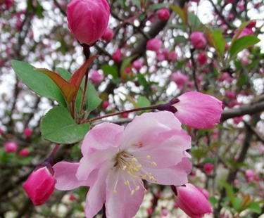 四川省宜賓衛(wèi)生學(xué)校2020報(bào)名時(shí)間及報(bào)名方式