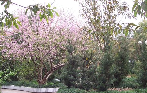 達州職業(yè)技術(shù)學院校園風光