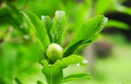 廣元職工醫(yī)學(xué)院2020招生簡介及計(jì)劃