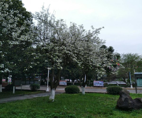 綿陽職業(yè)技術(shù)學校招生