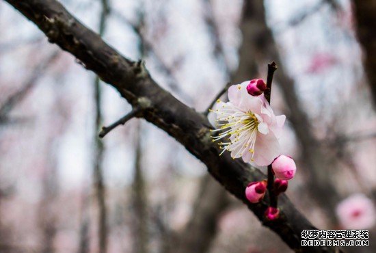 重慶市醫(yī)藥衛(wèi)生學(xué)校招生簡(jiǎn)介及招生計(jì)劃要求