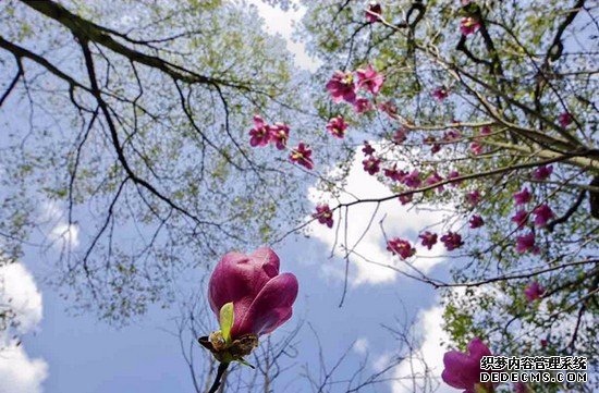 西南大學醫(yī)學院有哪些專業(yè)及什么專業(yè)好