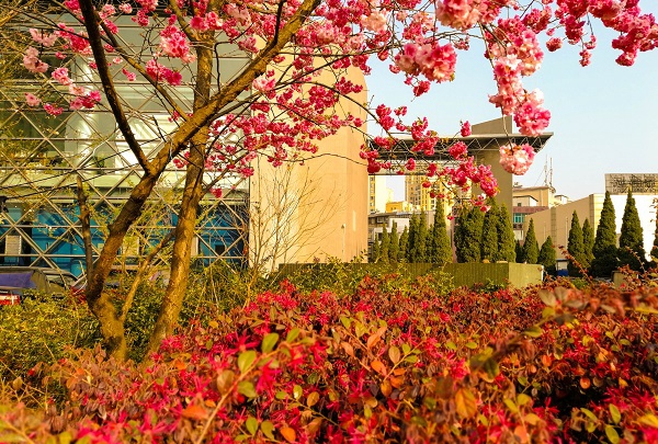 云南藝術(shù)學(xué)院附屬藝術(shù)學(xué)校校園一隅