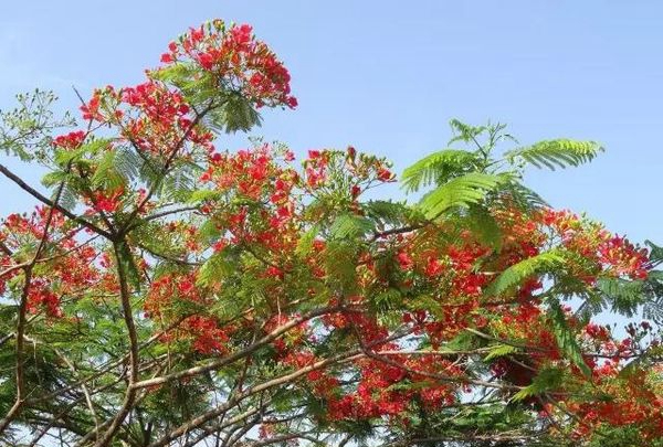 鎮(zhèn)康縣職業(yè)高級(jí)中學(xué)校園風(fēng)光