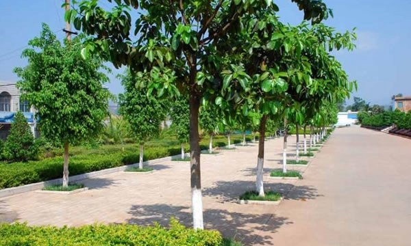 石屏縣職業(yè)高級中學(xué)生態(tài)停車場