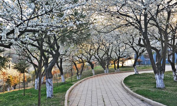 云南農(nóng)業(yè)職業(yè)技術(shù)學(xué)院春到校園