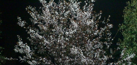 大理大學(xué)醫(yī)學(xué)院藥學(xué)專(zhuān)業(yè)