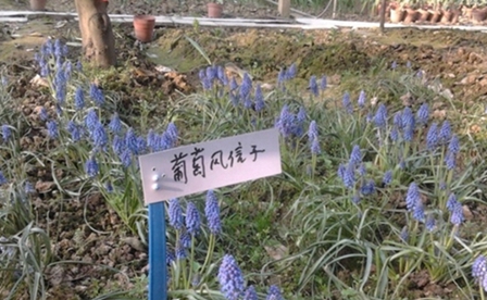 大理大學醫(yī)學院護理學專業(yè)