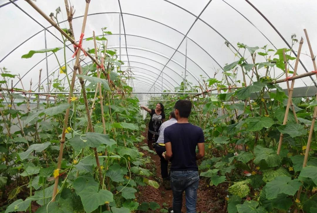 江城縣職業(yè)高級(jí)中學(xué)江城縣職業(yè)高級(jí)中學(xué)現(xiàn)代農(nóng)藝技術(shù)專業(yè)招生