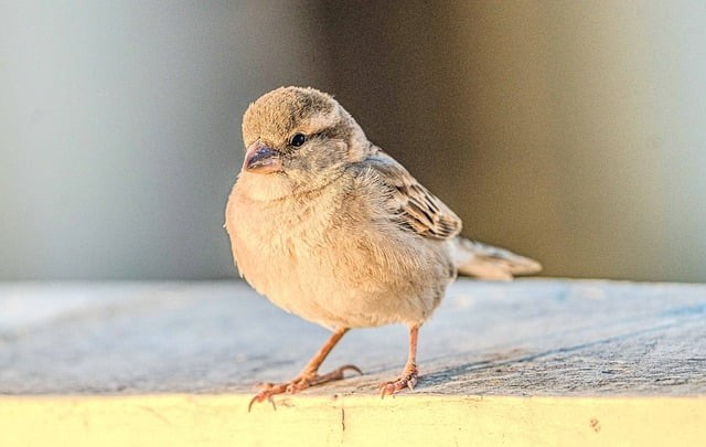 南江縣小河職業(yè)中學(xué)2025年春季招生簡介