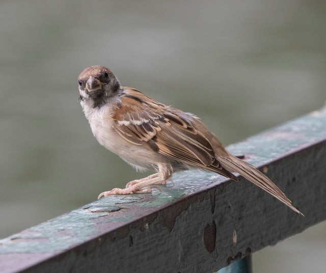 成都市鐵路衛(wèi)生學校助學政策有什么？學校地址在哪里？