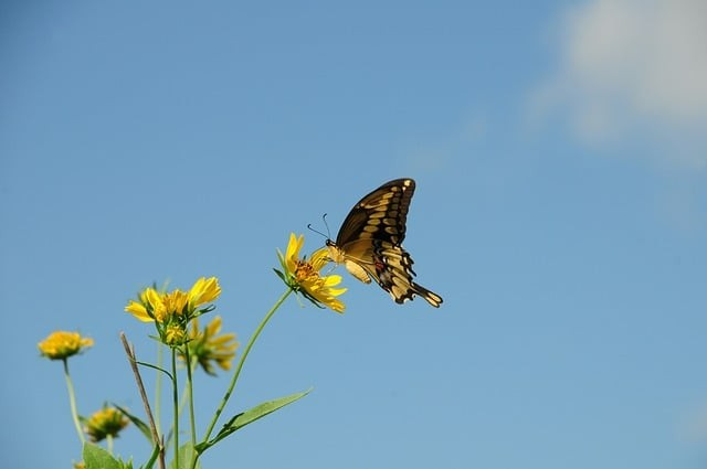 四川省瀘州天星影視藝術(shù)學(xué)校2025年招生錄取分?jǐn)?shù)線