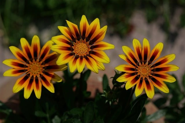 四川單招復(fù)習(xí)資料書(shū)籍