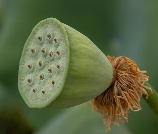 四川單招是否能考本科