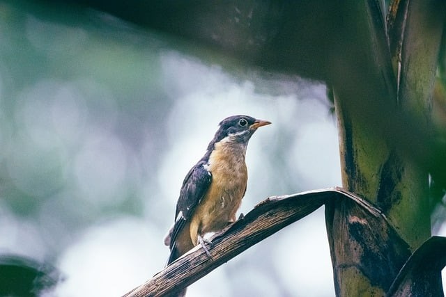 四川單招比例高嗎
