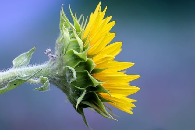 巴中市恩陽區(qū)恩陽中學(xué)2024招生簡介