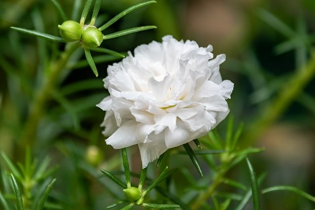 四川為什么那么多單招 四川為什么那么多單招