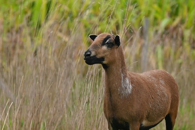 四川單招征集志愿計(jì)劃