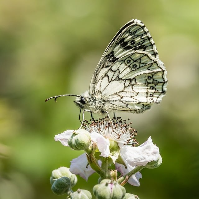 四川單招真實(shí)情況 四川單招真實(shí)情況