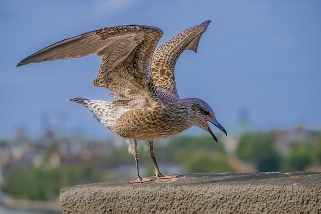 四川單招推薦課本