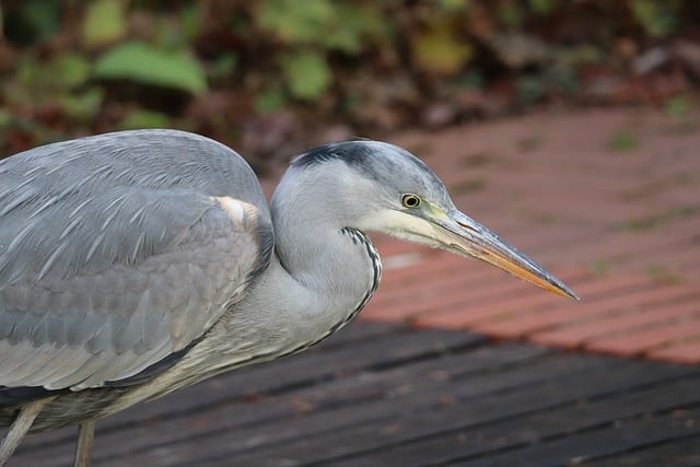 四川單招多久可以報(bào)名