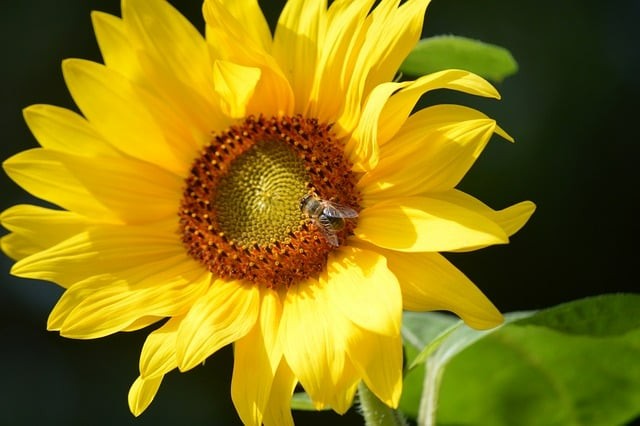 成都市金沙職業(yè)技術(shù)學(xué)校簡介