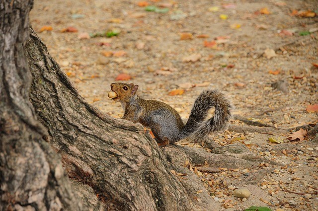 四川單招復習資料套卷