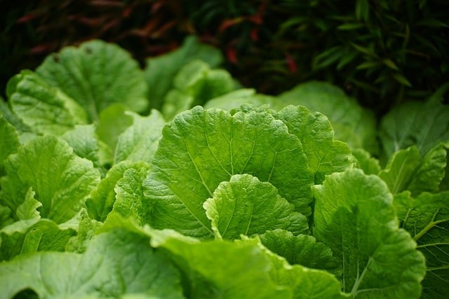 成都市郫縣希望職業(yè)學校學校地址