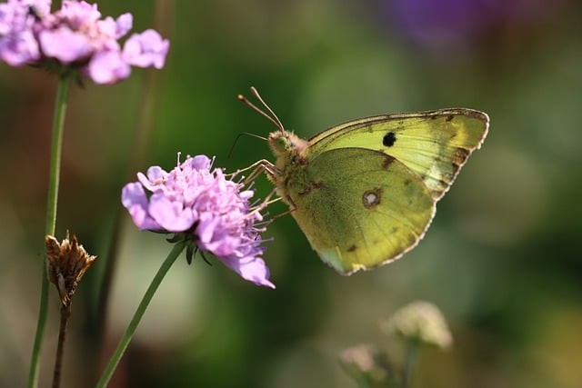 四川三校生單招最新情況