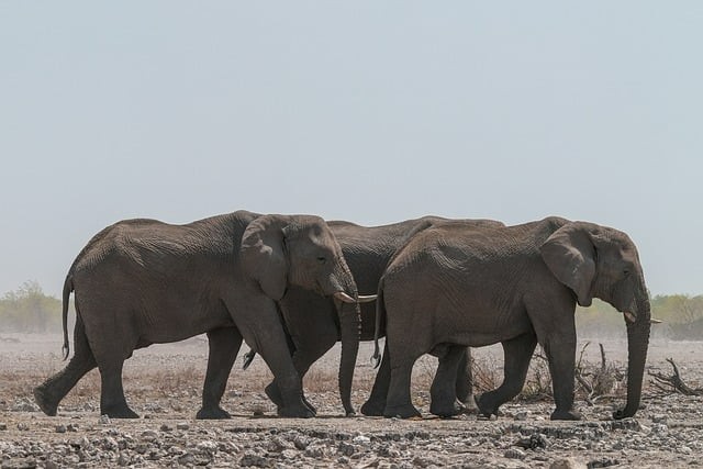 四川單招真題哪里找
