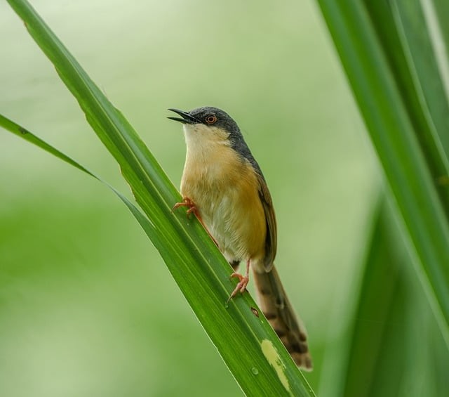四川單招小趙老師
