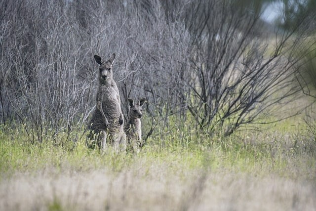 四川單招不考公有哪些 四川單招不考公有哪些