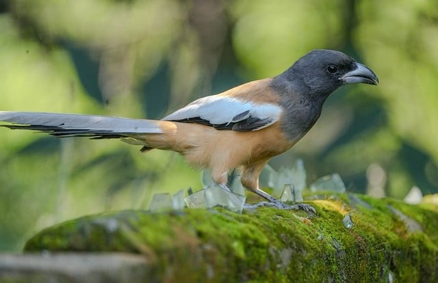 四川中職汽修單招題