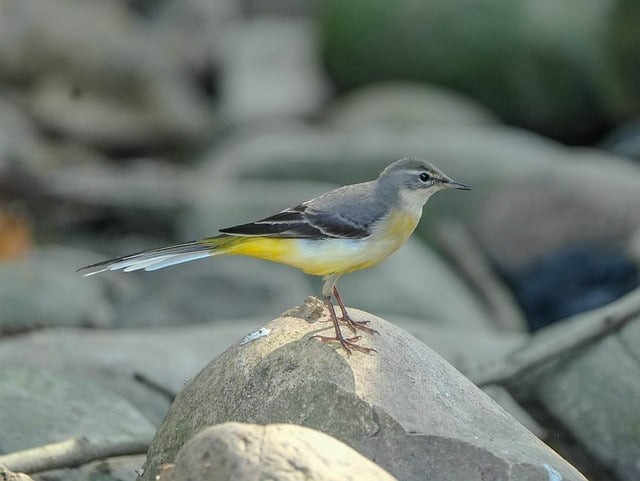 四川省成都市中和職業(yè)中學簡介