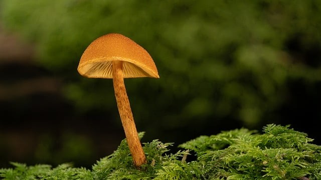 南充外國(guó)語(yǔ)中等專業(yè)學(xué)校如何