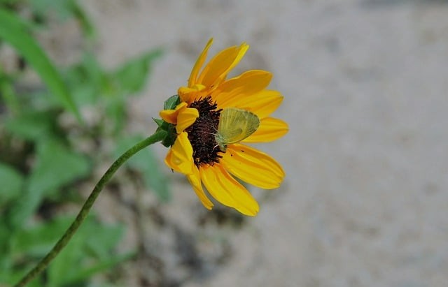 攀枝花市第七高級中學校2024招生簡介