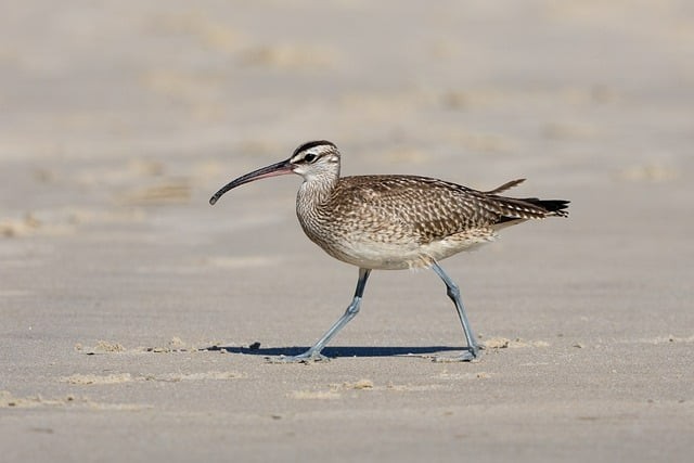 四川單招復習備考