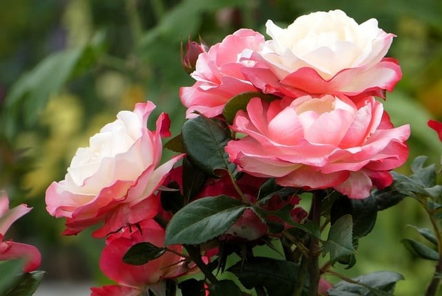 攀枝花市第七高級中學校2024招生簡介