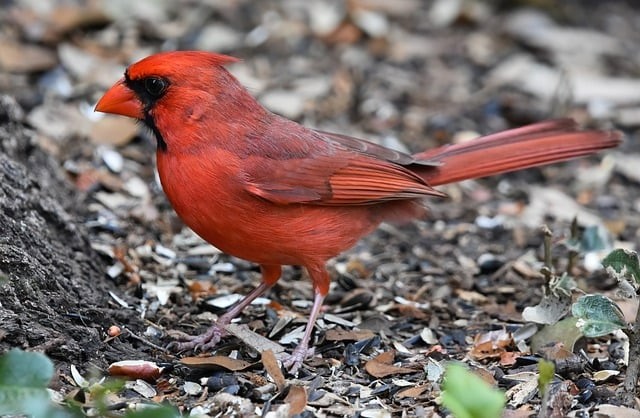 平昌鷹才職業(yè)技術(shù)學(xué)校2025年春季招生簡介