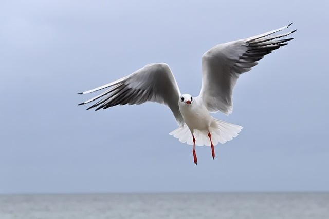 成都市郫都區(qū)第三中學(xué)校師資力量