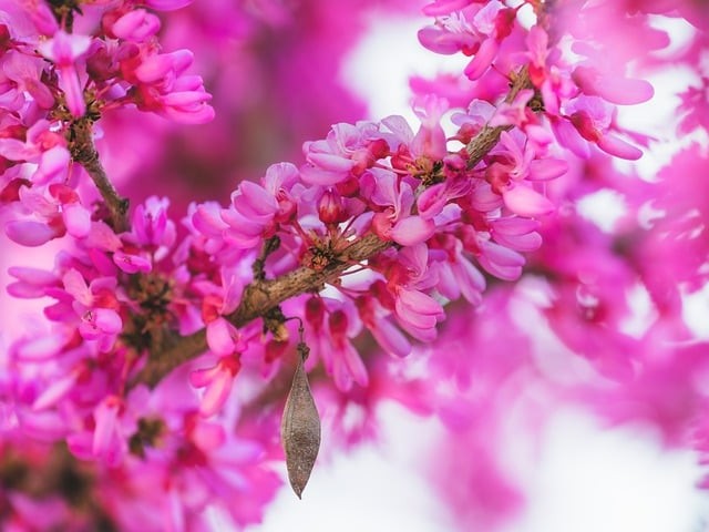 四川單招必須報(bào)高考嗎